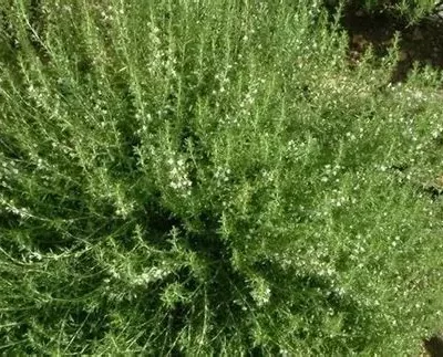 Plant de sarriette